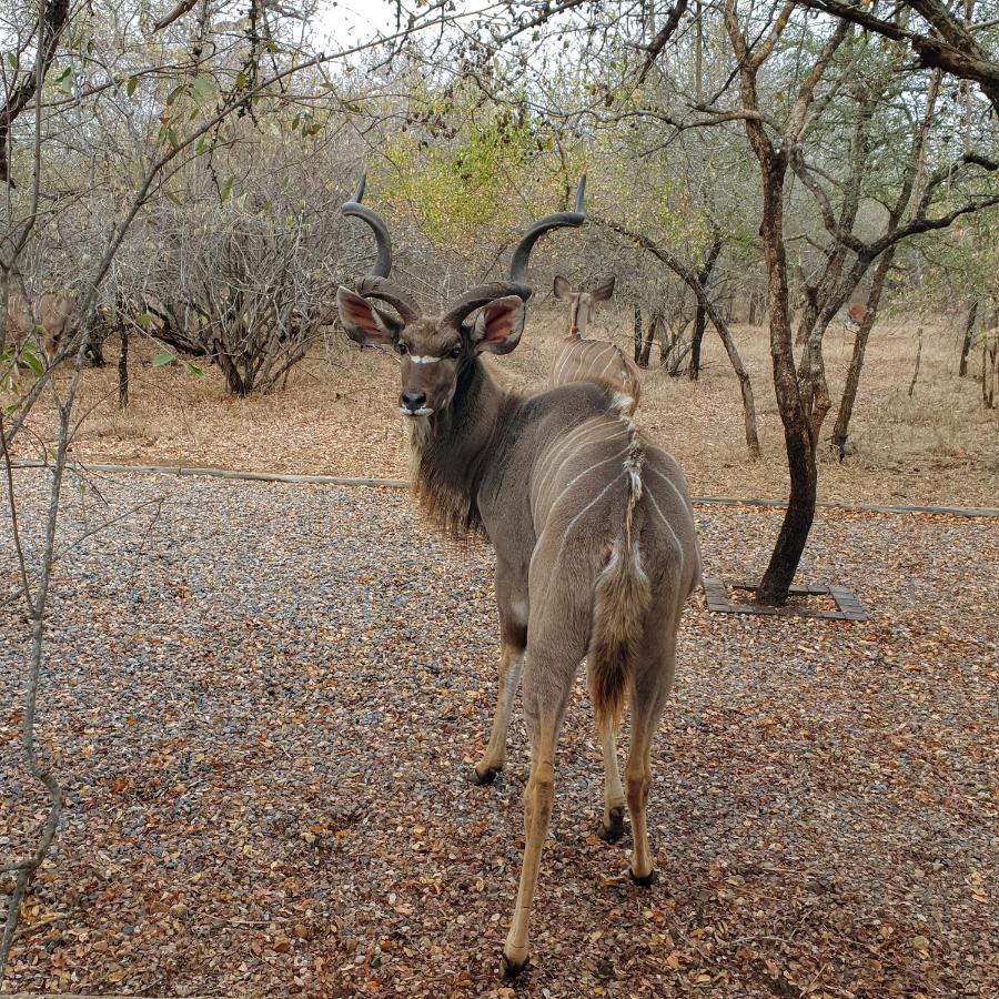 Luvivane Luxury Villa Marloth Park Bagian luar foto